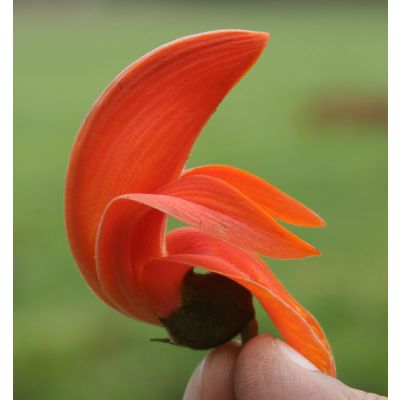 Graines Butea Frondosa (Graines Butea Monosperma)