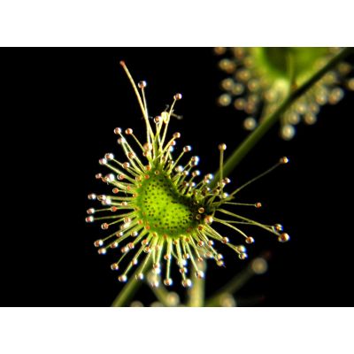 Graines Drosera Gigantea