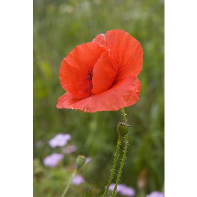 Graines Papaver Rhoeas (Graines Coquelicot)