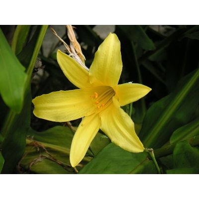 Graines Hemerocallis Minor