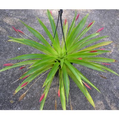 Graines Tillandsia Complanata