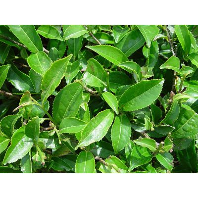 Graines Camellia Sinensis (Graines Théier)