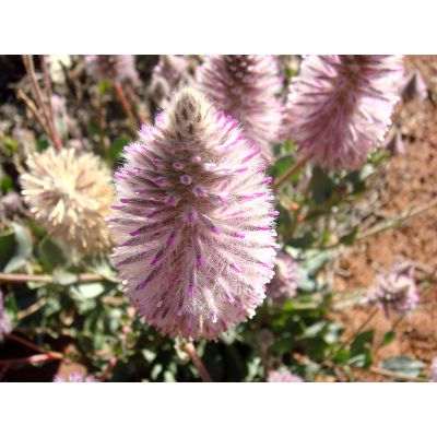 Graines Ptilotus Exaltatus (Graines Pink Mulla Mulla)