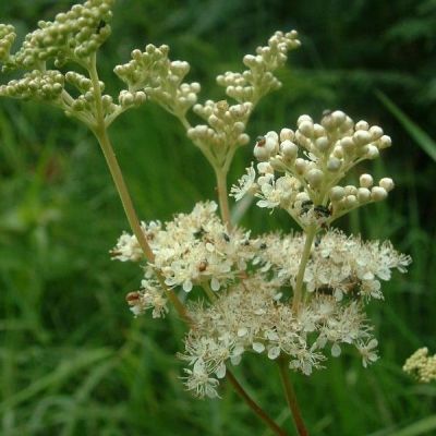 Graines Filipendula Ulmaria (Reine des Prés)