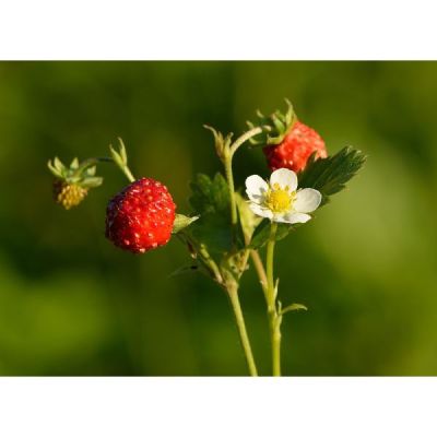 Fragaria Vesca Seeds