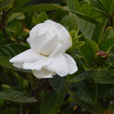 Graines Gardénia (Gardenia jasminoides)