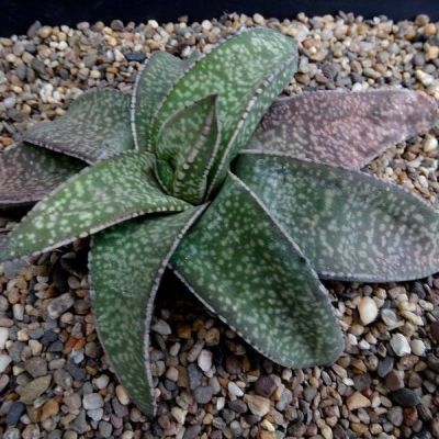 graines Gasteria Vlokii
