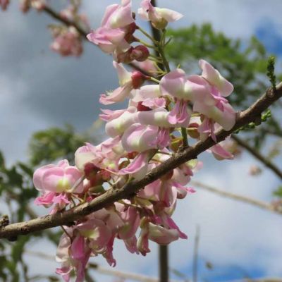 Graines Gliricidia Sepium