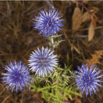 Graines Azurite (Echinops Ritro)