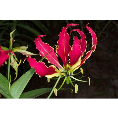 Graines Gloriosa Superba