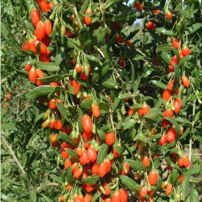 Graines Baie de Goji  (Lycium barbarum)
