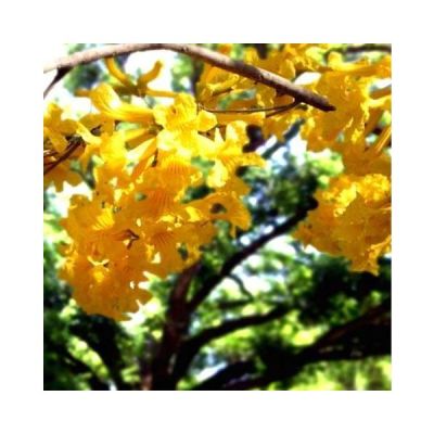 Graines Tabebuia Chrysotricha (Graines Ipé Amarelo)