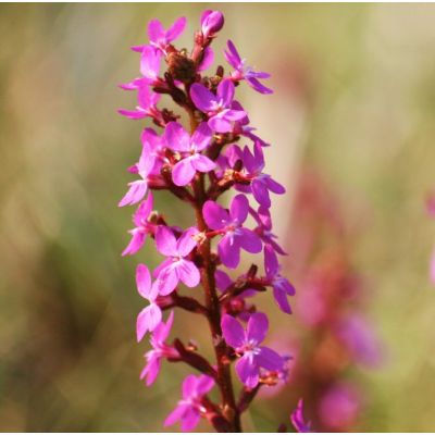Graines Stylidium graminifolium