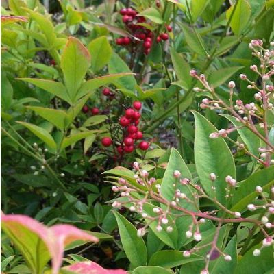 Graines Bambou Sacré (Nandina domestica)