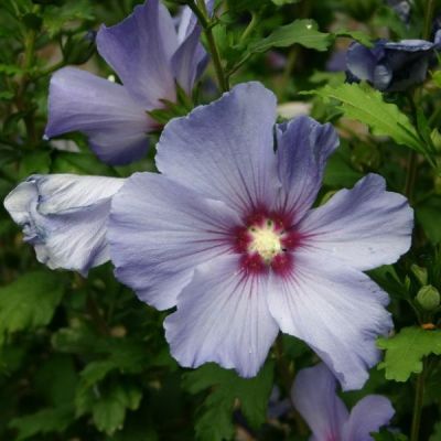 Graines Hibiscus Syriacus (Graines Hibiscus commun)
