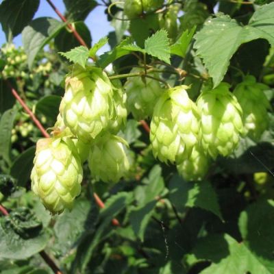 Graines Humulus Lupulus (Graines Houblon)