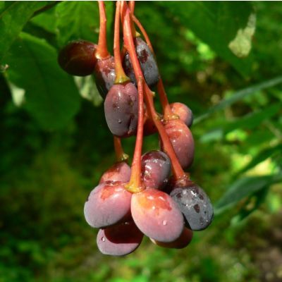 Graines Faux Prunier (Oemleria cerasiformis)