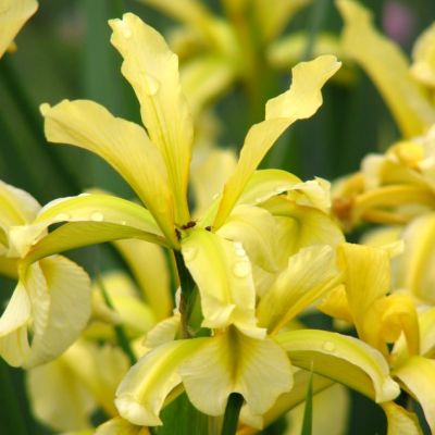 Graines Iris Halophila