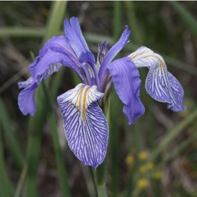 Graines Iris Missouriensis