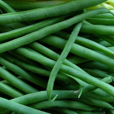 Graines Haricot Vert Jade *BIOLOGIQUE*