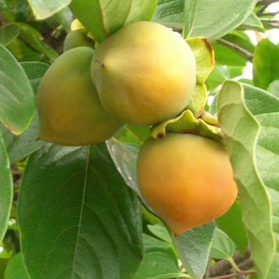 Graines Plaqueminier (Diospyros kaki)