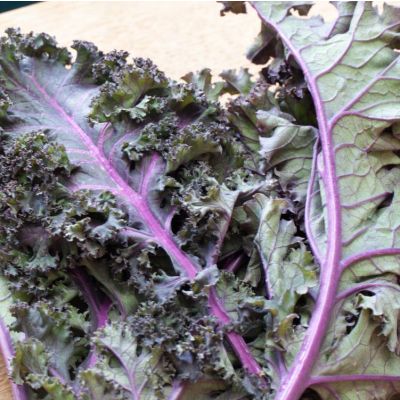 Kale Red Russian Seeds *ORGANIC*