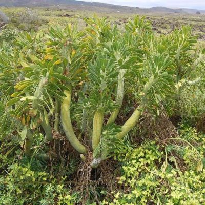 Graines Kleinia Neriifolia (Graines Senecio Kleinia)