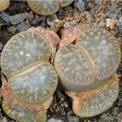 Graines Lithops Lesliei