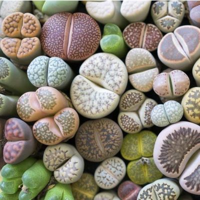Graines Lithops (Pierres vivantes) (En Mélange)