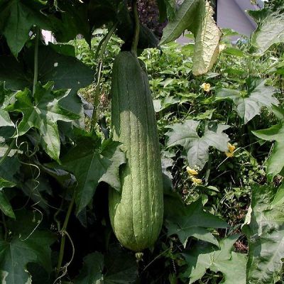Graines Courge Éponge (Luffa aegyptiaca)