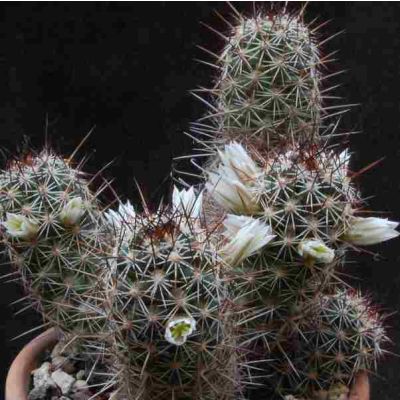 Graines Mammillaria Capensis