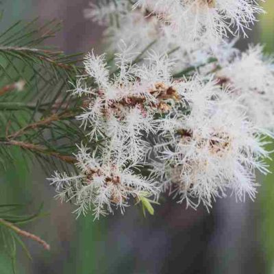 Graines Arbre à Thé (Melaleuca alternifolia)