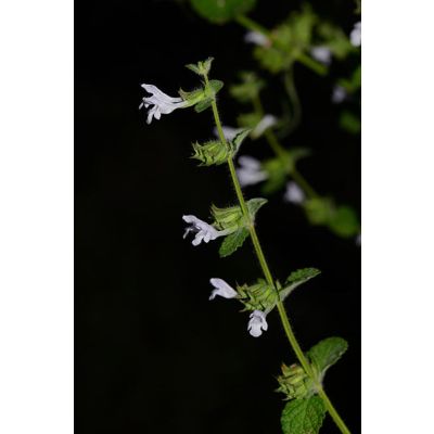 Graines Mélisse Citronnelle *BIOLOGIQUE*