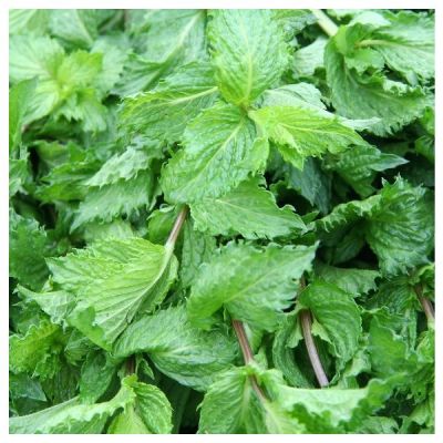 Graines Mentha Spicata (Menthe Verte)