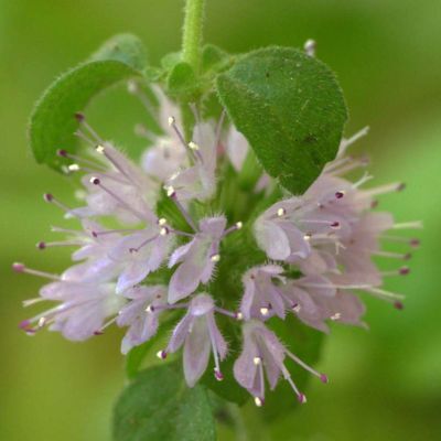 Pennyroyal Seeds (Mentha pulegium)