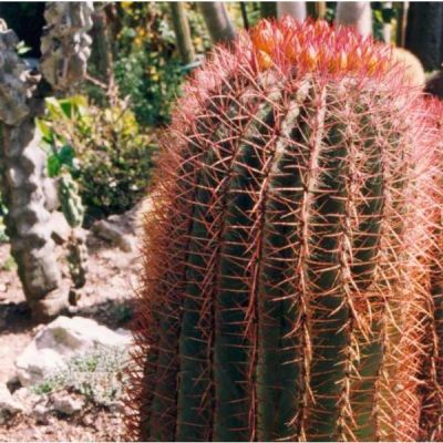 Cactus Seeds Mix – Starter Collection