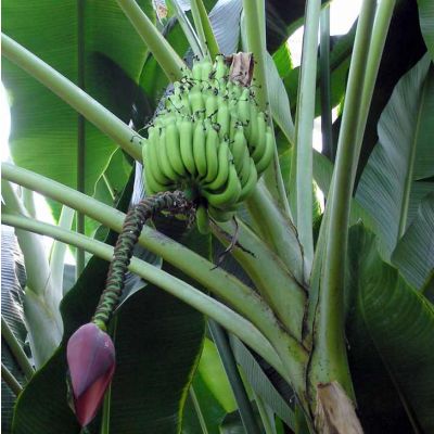 Graines Musa Balbisiana