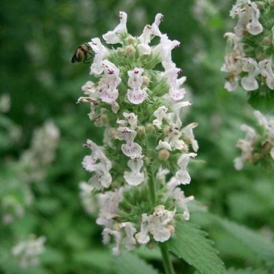 Catnip Seeds (Nepeta cataria) *ORGANIC*