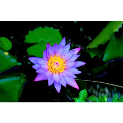 Graines Nymphaea Stellata (Graines Lotus Mauve)