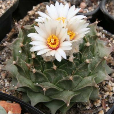 Graines Obregonia Denegrii