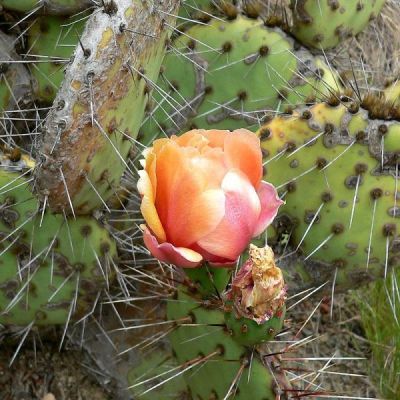 Opuntia Phaeacantha Seeds (Tulip Prickly Pear Seeds)