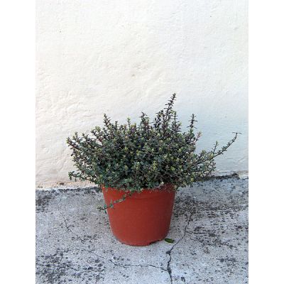 Graines Origanum Majorana (Graines Marjolaine, Origan des jardins)