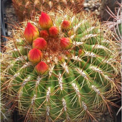 Graines Oroya Peruviana