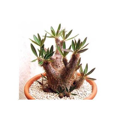 Graines Pachypodium Densiflorum (Graines Pachypodium)