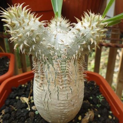 Graines Pachypodium Eburneum