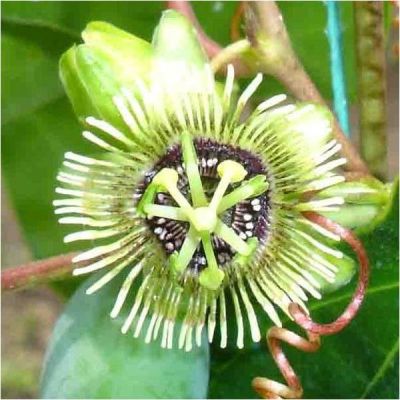 Graines Passiflora Coriacea (Passiflore aux Ailes de Chauve-Souris)