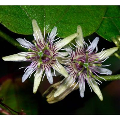 Graines Passiflora Sexflora