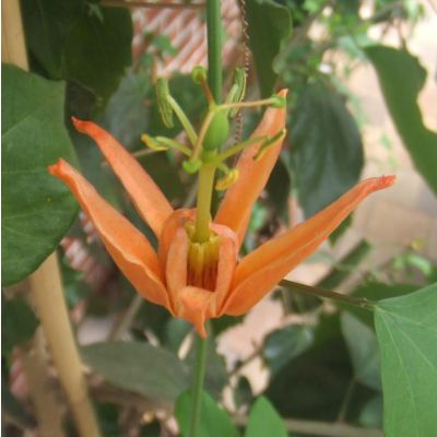 Graines Passiflora Aurantia (Fruits de la Passion, Fleurs de la Passion)