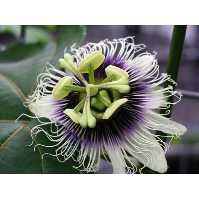 Graines Passiflora Edulis Beauté Noire