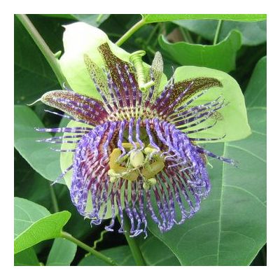 Graines Passiflora Maliformis